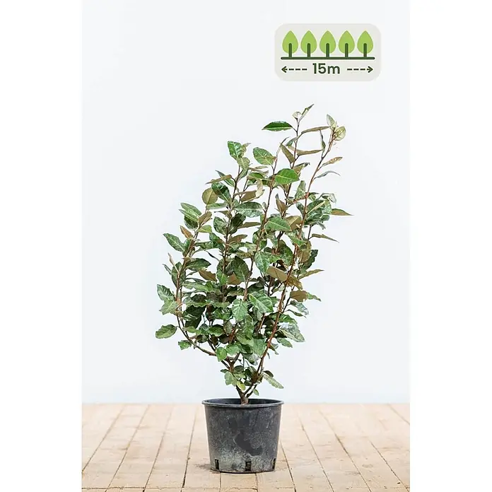 Heijnen Pflanzen Wintergrüne Ölweide 50-60 cm - 60 St. für 15 Meter - Elaeagnus ebbingei, Topfgröße: 25 cm, 50 cm - 60 cm - Ein junger, belaubter Strauch mit grünem und bräunlichem Laub in einem schwarzen Topf, mit 15m Pflanzabstandshinweis.