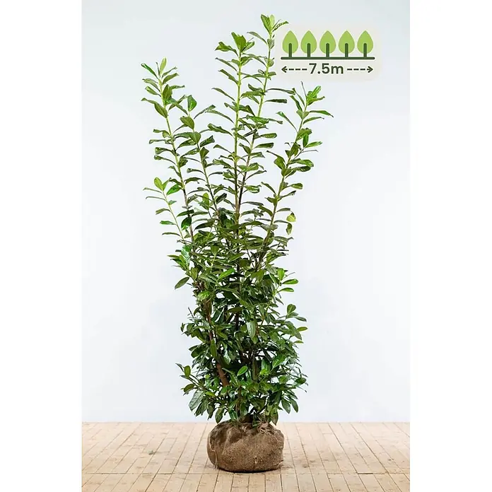 Heijnen Pflanzen Kirschlorbeer 175-200 cm - 15 St. für 7.5 Meter - Prunus laurocerasus 'Novita', Topfvolumen: 10 l, Aktuelle Wuchshöhe: 175 cm - 200 cm - Hohe, belaubte Pflanze im Jutesack, maximale Höhe 7,5m angezeigt.