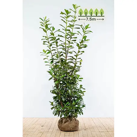 Heijnen Pflanzen  Kirschlorbeer 175-200 cm - 15 St. für 7.5 Meter