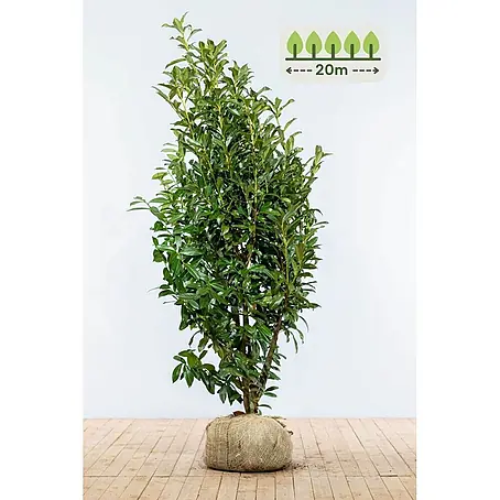 Heijnen Pflanzen  Kirschlorbeer 175-200 cm - 40 St. für 20 Meter