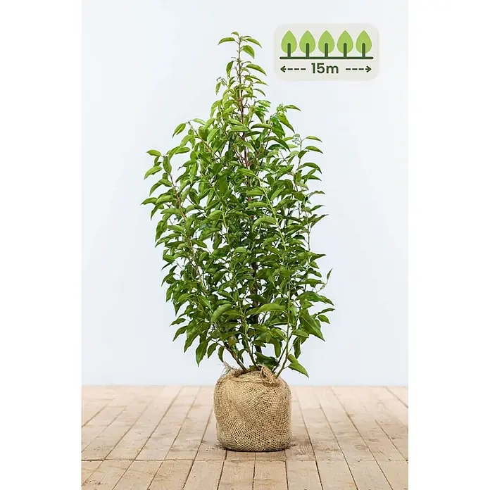 Heijnen Pflanzen Kirschlorbeer 80-100 cm - 45 St. für 15 Meter - Prunus lusitanica 'Angustifolia', Topfvolumen: 10 l, Aktuelle Wuchshöhe: 80 cm - 100 cm - Getopfter Baum mit grünen Blättern und Wurzelballen in Sackleinen, der eine Wuchshöhe von 15m anzeigt.