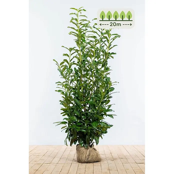 Heijnen Pflanzen Kirschlorbeer - Prunus laurocerasus 'Genolia', Topfvolumen: 10 l, Aktuelle Wuchshöhe: 125 cm - 150 cm - Hohe Grünpflanze mit Jutesack umwickeltem Wurzelballen, zeigt 20m Wuchshöhe an.