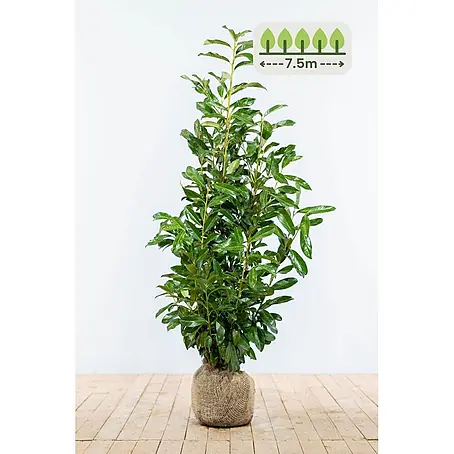 Heijnen Pflanzen  Kirschlorbeer 80-100 cm - 23 St. für 7.5 Meter