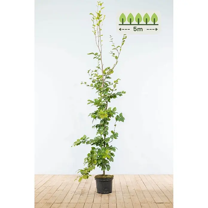 Heijnen Pflanzen Hainbuche - Fagus sylvatica, Topfgröße: 25 cm, Aktuelle Wuchshöhe: 175 cm - 200 cm - Gepflanzter schlanker grüner Baumsprössling mit einer Grafik, die eine Wuchsbreite von 5 Metern anzeigt.