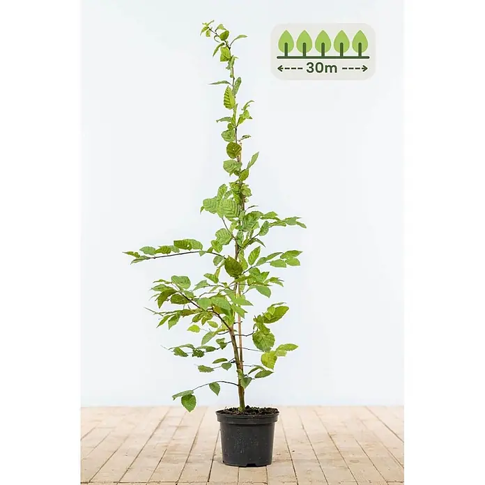 Heijnen Pflanzen Hainbuche - Carpinus betulus, Topfgröße: 20 cm, Aktuelle Wuchshöhe: 100 cm - 125 cm - Junger Baum im Topf mit grünen Blättern und schwarzem Topf, erreicht eine Höhe von bis zu 30m.