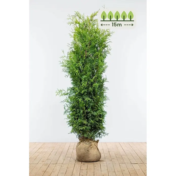 Heijnen Pflanzen Lebensbaum 160-180 cm - 30 St. für 15 Meter - Thuja occidentalis 'Brabant', Topfgröße: 30 cm, Aktuelle Wuchshöhe: 160 cm - 180 cm - Hohe grüne Konifere mit Wurzelballen in Jute, potenziell 15m hoch.
