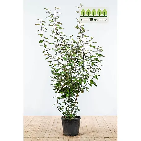 Heijnen Pflanzen  Wintergrüne Ölweide 175-200 cm - 30 St. für 15 Meter