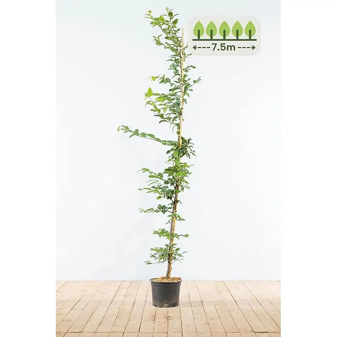 Heijnen Pflanzen Hainbuche - Carpinus betulus, Topfgröße: 25 cm, Aktuelle Wuchshöhe: 150 cm - 175 cm - Grüne Topfpflanze mit Grafik, die 7.5m Pflanzabstand angibt.