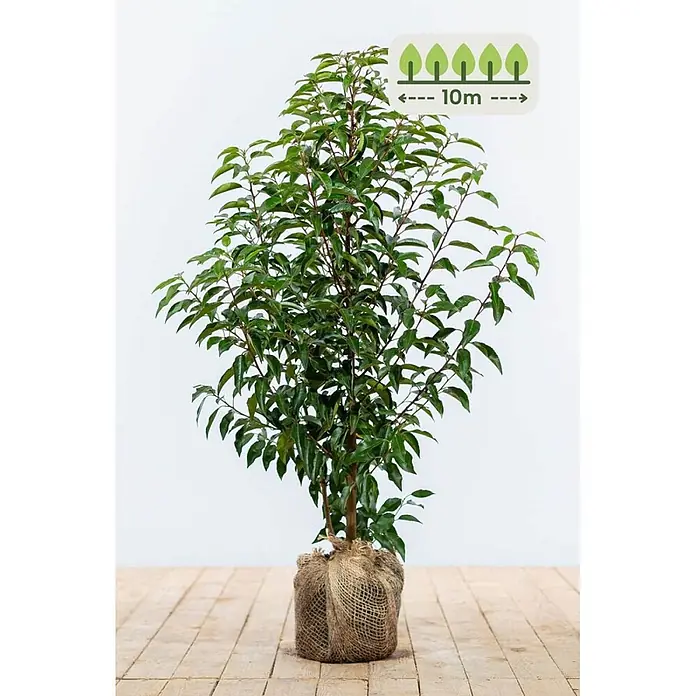 Heijnen Pflanzen Kirschlorbeer 60-80 cm - 30 St. für 10 Meter - Prunus lusitanica 'Angustifolia', Topfvolumen: 10 l, Aktuelle Wuchshöhe: 60 cm - 80 cm - Junger Baum mit grünen Blättern, braunen Ästen und Jute-Wurzelballen. Grafik zeigt 10m Pflanzabstand an.