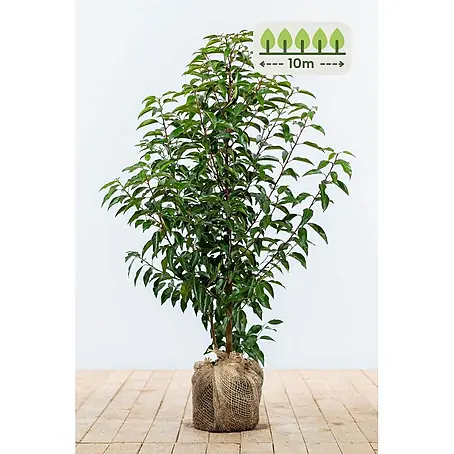Heijnen Pflanzen  Kirschlorbeer 60-80 cm - 30 St. für 10 Meter