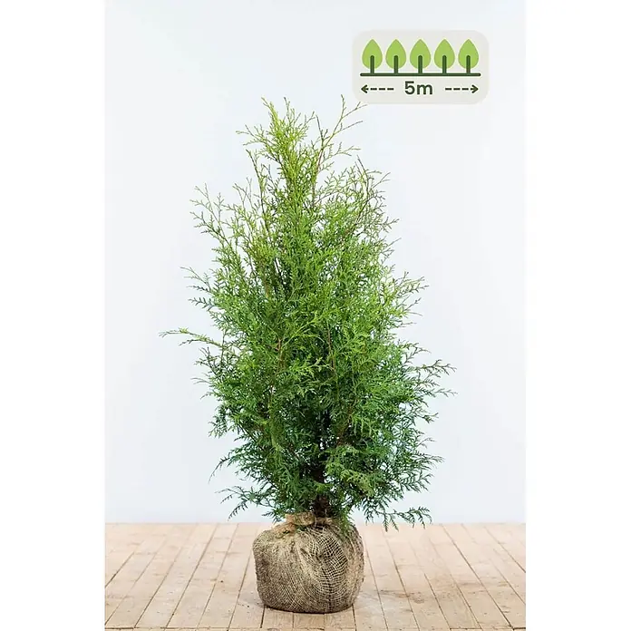 Heijnen Pflanzen Lebensbaum 80-100 cm - 15 St. für 5 Meter - Thuja occidentalis 'Brabant', Topfgröße: 20 cm, Aktuelle Wuchshöhe: 80 cm - 100 cm - Grüner Nadelbaum mit Wurzelballen in Jute, geschätzte Wuchshöhe 5m.