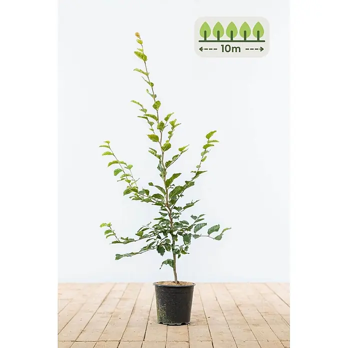 Heijnen Pflanzen Hainbuche - Fagus sylvatica, Topfgröße: 20 cm, Aktuelle Wuchshöhe: 80 cm - 100 cm - Junger grüner Baum im schwarzen Topf, mit Symbol für eine Wuchshöhe von bis zu 10m.