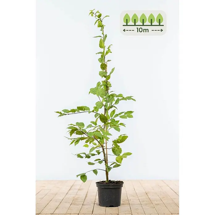 Heijnen Pflanzen Hainbuche - Carpinus betulus, Topfgröße: 20 cm, Aktuelle Wuchshöhe: 100 cm - 125 cm - Junge Pflanze mit grünen Blättern im schwarzen Topf, mit Angabe einer Wuchshöhe von 10m.