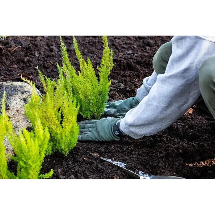 Piardino Baumheide - Erica arborea, Topfgröße: 12 cm - Person mit grünen Gartenhandschuhen pflanzt kleine Grünpflanzen in dunkle Erde.