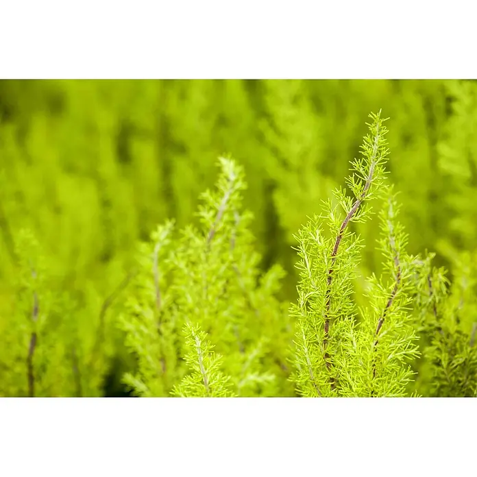 Piardino Baumheide - Erica arborea, Topfgröße: 12 cm - Nahaufnahme einer leuchtend grünen, federartigen Pflanze mit schlanken rötlichen Stielen und feinem, nadelartigem Laub.