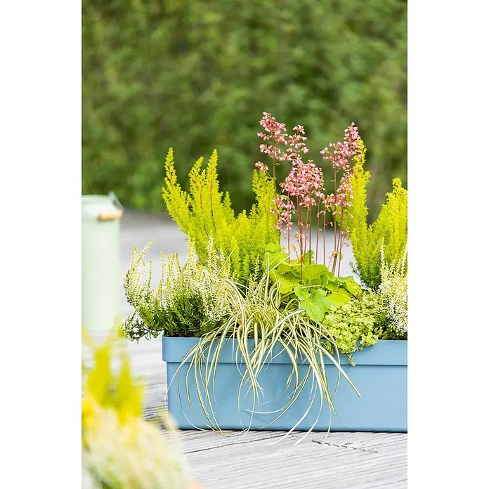 Piardino Baumheide - Erica arborea, Topfgröße: 12 cm - Blaue rechteckige Pflanzbox gefüllt mit verschiedenen grünen und rosa Pflanzen, auf einer Holzterrasse.
