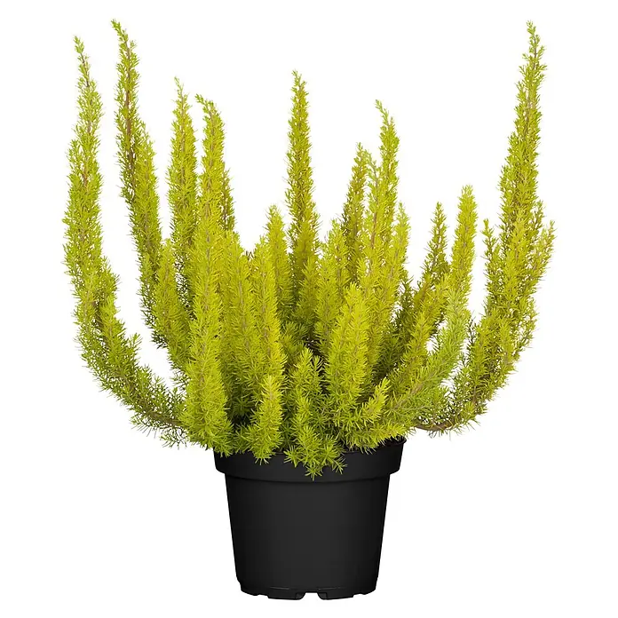 Piardino Baumheide - Erica arborea, Topfgröße: 12 cm - Hellgrüne, stachelige Pflanze im schwarzen Topf.