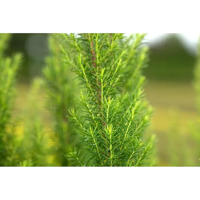 Piardino Baumheide - Erica arborea, Topfgröße: 12 cm - Nahaufnahme von leuchtend grünem Laub mit zahlreichen nadelförmigen Blättern.