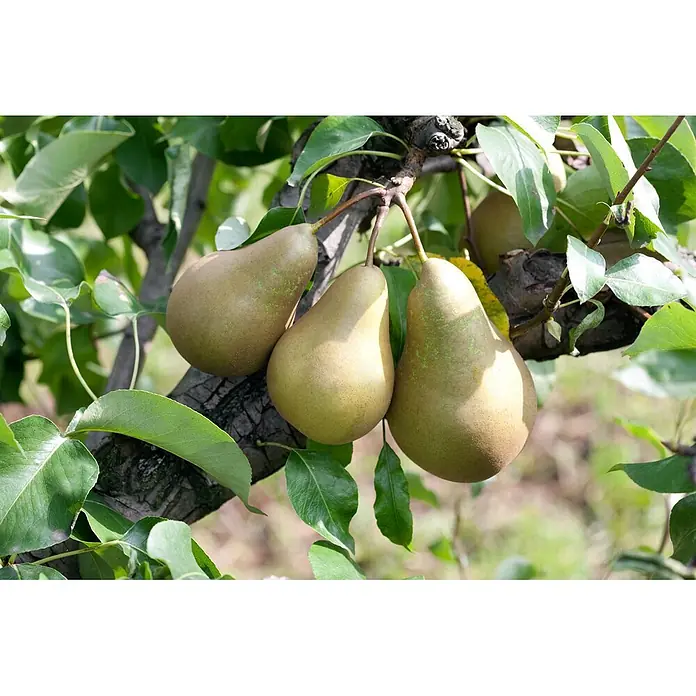 Pflanzen für dich Obstbaum Birne 'Conferencebirne' - Terrassenobst Zwergobst - Drei reife, grüngelbbraune Birnen hängen an einem Ast eines belaubten Baumes.
