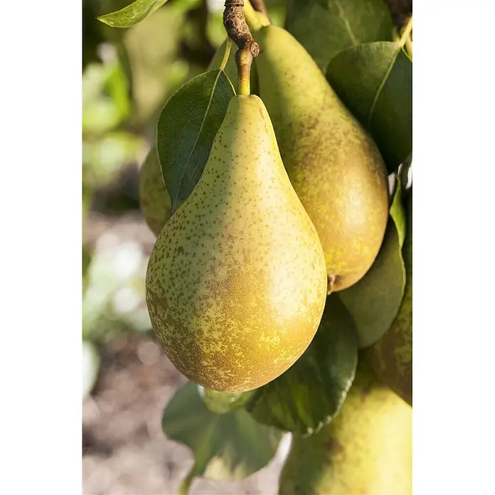 Pflanzen für dich Obstbaum Birne 'Conferencebirne' - Terrassenobst Zwergobst - Grünlich-gelbe, gesprenkelte Birnen hängen an einem Ast zwischen Blättern.