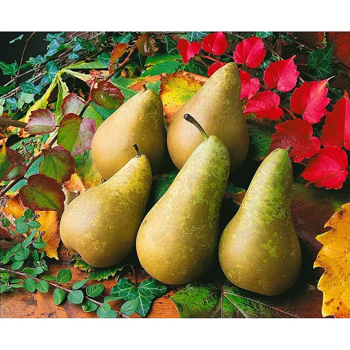 Pflanzen für dich Obstbaum Birne 'Conferencebirne' - Terrassenobst Zwergobst - Fünf goldgrün gesprenkelte Birnen, arrangiert zwischen leuchtend roten, gelben und grünen Herbstblättern.