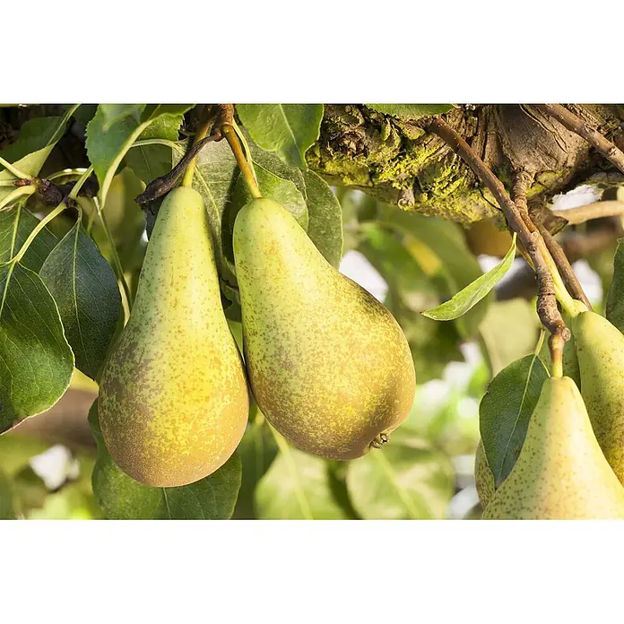 Pflanzen für dich Obstbaum Birne 'Conferencebirne' - Terrassenobst Zwergobst - Zwei reife, gesprenkelte grün-braune Birnen hängen an einem Ast zwischen grünen Blättern.