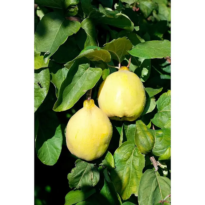 Pflanzen für dich Obstbaum Quitte 'Birnenquitte' ab 40 cm, 5 Liter - Cydonia 'Birnenquitte' - Zwei reife gelbe Quitten hängen an einem Ast, umgeben von üppigen grünen Blättern.
