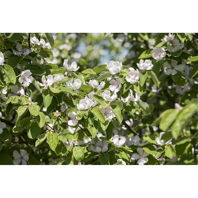 Pflanzen für dich Obstbaum Quitte 'Konstantinop.Apfelquitte' 140-175 cm - Cydonia 'Konstantinop.Apfelquitte' - Nahaufnahme eines Zweiges mit zarten weißen und blassrosa Blüten und leuchtend grünen Blättern, typisch für den Frühlingsanfang.