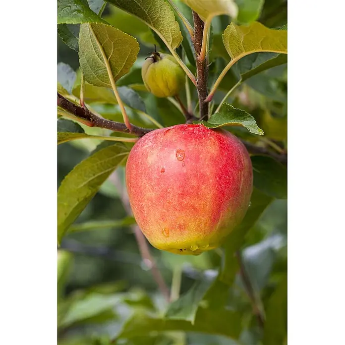 Pflanzen für dich Obstbaum Apfel 'Elstar' 140-175 cm, 7,5 Liter - Malus 'Elstar' - Ein reifer rot-gelber Apfel mit Wassertropfen hängt an einem Ast, mit einem kleineren grünen Apfel.