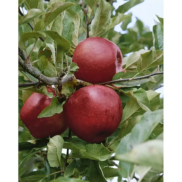 Pflanzen für dich Obstbaum Apfel 'Elstar' 140-175 cm, 7,5 Liter - Malus 'Elstar' - Drei reife rote Äpfel hängen an einem Ast mit grünen Blättern.