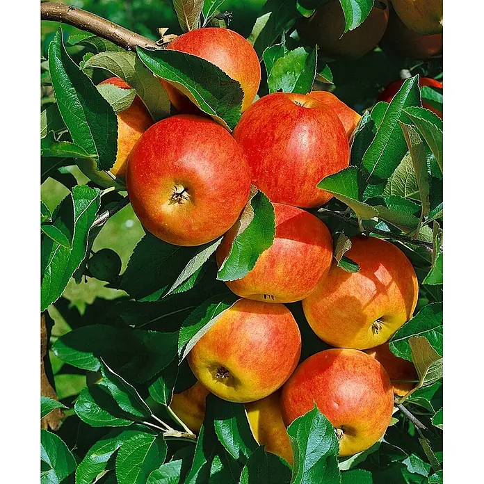 Pflanzen für dich Obstbaum Apfel 'Elstar' 140-175 cm, 7,5 Liter - Malus 'Elstar' - Reife rot-gelbe Äpfel hängen an einem Ast, umgeben von grünen Blättern.