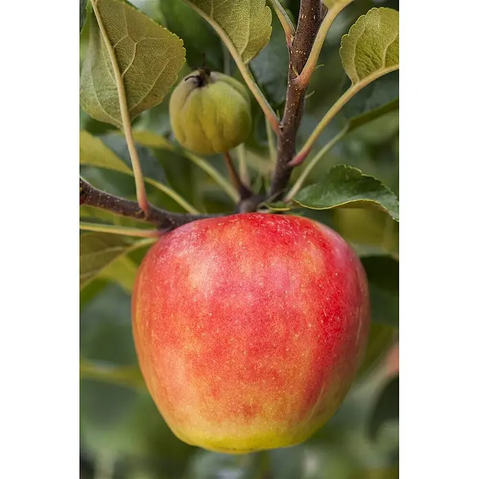 Pflanzen für dich Obstbaum Apfel 'Elstar' 140-175 cm, 7,5 Liter - Malus 'Elstar' - Roter und gelber Apfel hängt an einem Ast mit grünen Blättern. Ein kleiner grüner Apfel ist oben zu sehen.