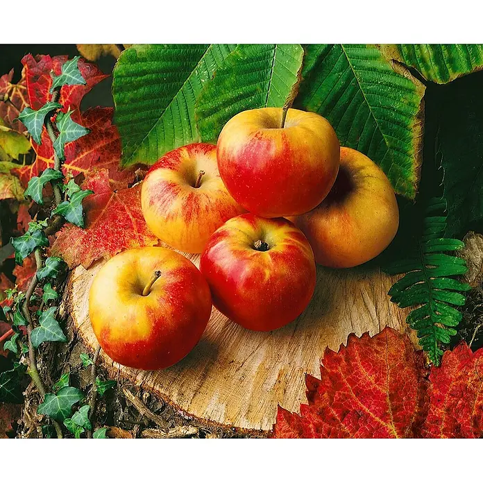 Pflanzen für dich Obstbaum Apfel 'Elstar' 140-175 cm, 7,5 Liter - Malus 'Elstar' - Fünf rot-gelbe Äpfel kunstvoll auf einem Holzstumpf arrangiert, umgeben von bunten Herbstblättern und grünem Efeu.