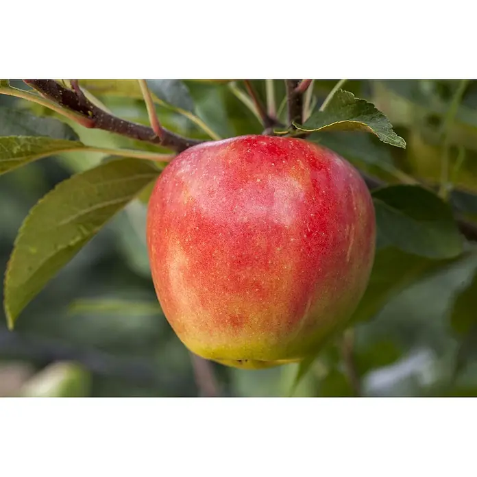 Pflanzen für dich Obstbaum Apfel 'Elstar' 140-175 cm, 7,5 Liter - Malus 'Elstar' - Ein rot-gelber Apfel hängt an einem Ast.