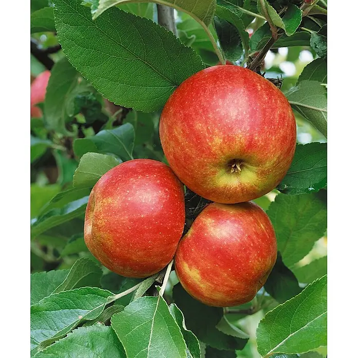 Pflanzen für dich Obstbaum Apfel 'Elstar' 140-175 cm, 7,5 Liter - Malus 'Elstar' - Drei reife rote Äpfel mit gelben Streifen hängen an einem Ast zwischen grünen Blättern.