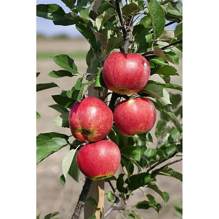 Pflanzen für dich Obstbaum Apfel 'Elstar' 140-175 cm, 7,5 Liter - Malus 'Elstar' - Vier reife rote Äpfel hängen an einem Ast eines jungen Apfelbaums.
