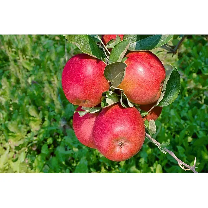 Pflanzen für dich Obstbaum Apfel 'Braeburn' 7,5 Liter - Malus 'Braeburn' - Mehrere leuchtend rote Äpfel hängen an einem belaubten Ast.