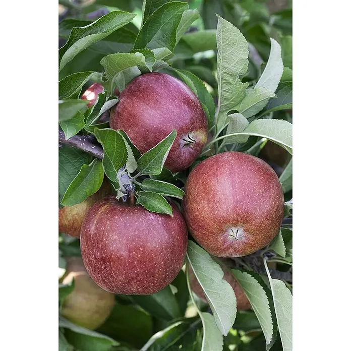 Pflanzen für dich Obstbaum Apfel 'Braeburn' 7,5 Liter - Malus 'Braeburn' - Drei reife rote Äpfel hängen an einem Ast, umgeben von grünen Blättern.