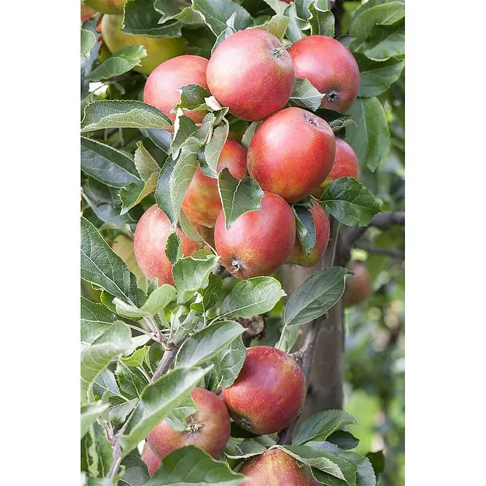 Pflanzen für dich Obstbaum Apfel 'Braeburn' 7,5 Liter - Malus 'Braeburn' - Ansammlung roter und grüner Äpfel reifend an einem belaubten Ast.