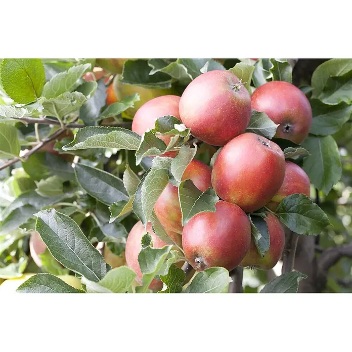 Pflanzen für dich Obstbaum Apfel 'Braeburn' 7,5 Liter - Malus 'Braeburn' - Traube reifer roter Äpfel hängt an Ästen eines üppigen grünen Apfelbaums.