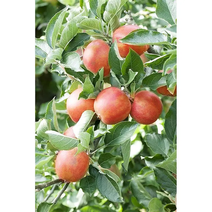 Pflanzen für dich Obstbaum Apfel 'Braeburn' 7,5 Liter - Malus 'Braeburn' - Mehrere reife rote Äpfel hängen an einem Ast, umgeben von leuchtend grünen Blättern.