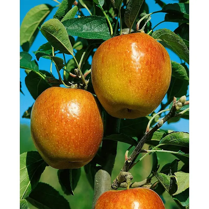 Pflanzen für dich Obstbaum Apfel 'Braeburn' 7,5 Liter - Malus 'Braeburn' - Zwei reife, rot-goldene Äpfel hängen an einem Ast mit grünen Blättern vor blauem Himmel.