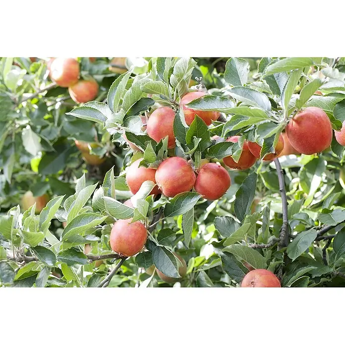 Pflanzen für dich Obstbaum Apfel 'Braeburn' 7,5 Liter - Malus 'Braeburn' - Reife rote Äpfel hängen an den Zweigen eines Apfelbaums, umgeben von grünen Blättern.