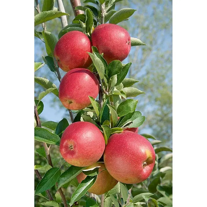 Pflanzen für dich Obstbaum Apfel 'Braeburn' 7,5 Liter - Malus 'Braeburn' - Rote Äpfel an einem Baumzweig mit grünen Blättern.