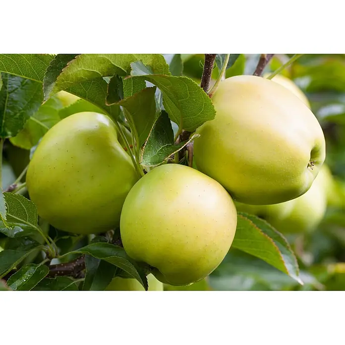 Pflanzen für dich Obstbaum Apfel 'Golden Delicious' 140-175 cm, 7,5 Liter - Malus 'Golden Delicious' - Drei grüne Äpfel hängen an einem Ast.
