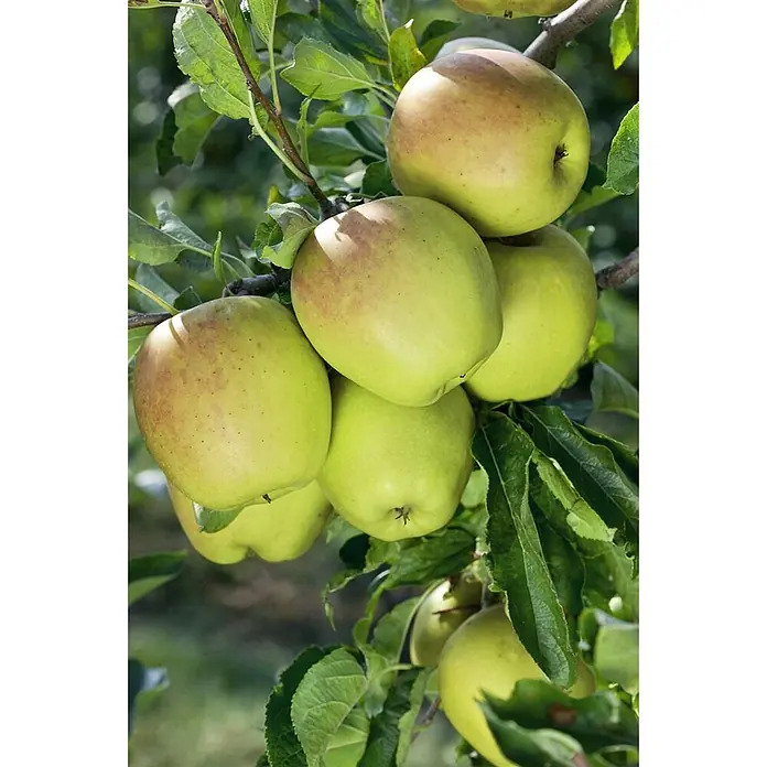 Pflanzen für dich Obstbaum Apfel 'Golden Delicious' 140-175 cm, 7,5 Liter - Malus 'Golden Delicious' - Traube reifer, grün-rot gefleckter Äpfel an einem belaubten Apfelbaumzweig.