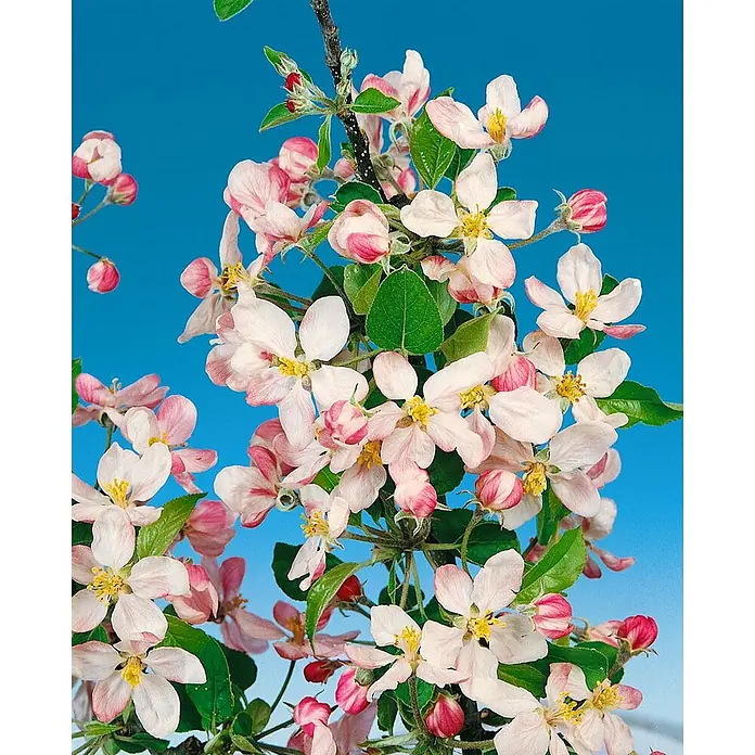 Pflanzen für dich Obstbaum Apfel 'Golden Delicious' 140-175 cm, 7,5 Liter - Malus 'Golden Delicious' - Zarte rosa-weiße Apfelblüten mit gelben Staubgefäßen blühen an einem braunen Zweig, umgeben von kleinen grünen Blättern und geschlossenen rosa Knospen.