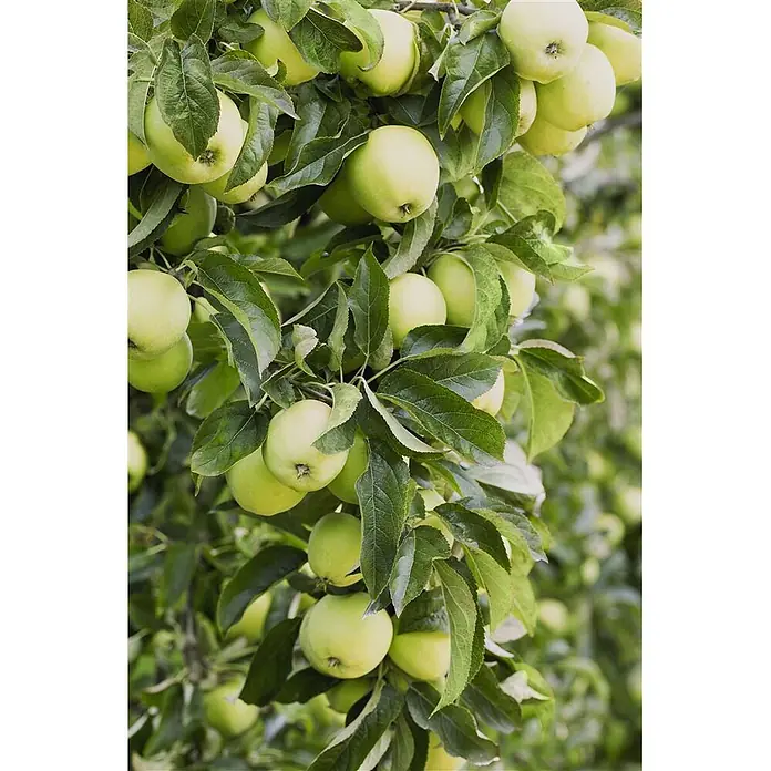 Pflanzen für dich Obstbaum Apfel 'Golden Delicious' 140-175 cm, 7,5 Liter - Malus 'Golden Delicious' - Zahlreiche hellgrüne Äpfel an belaubten Ästen eines Apfelbaums.
