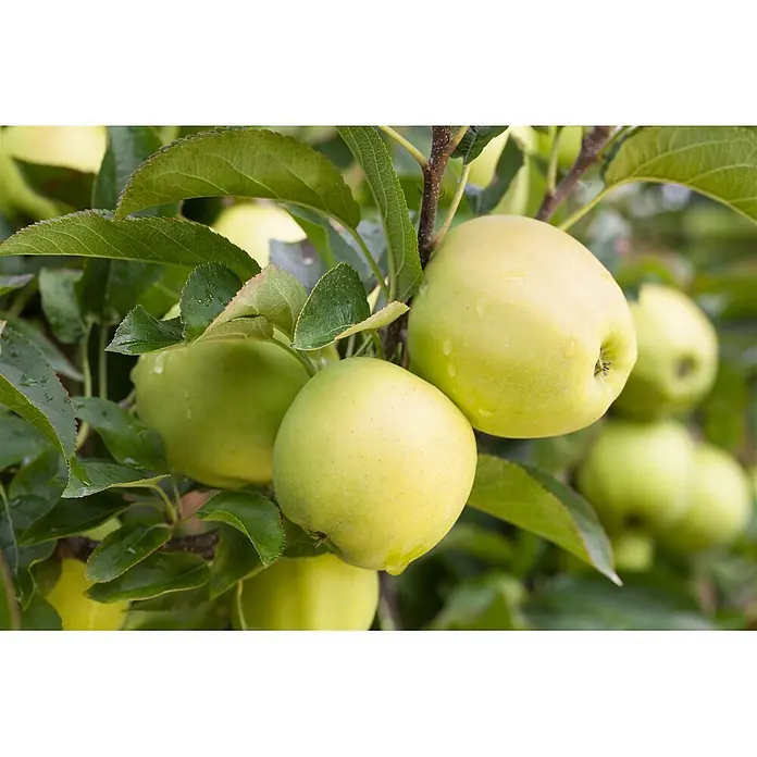 Pflanzen für dich Obstbaum Apfel 'Golden Delicious' 140-175 cm, 7,5 Liter - Malus 'Golden Delicious' - Mehrere gelblich-grüne Äpfel mit Wassertropfen hängen an einem Ast zwischen grünen Blättern.