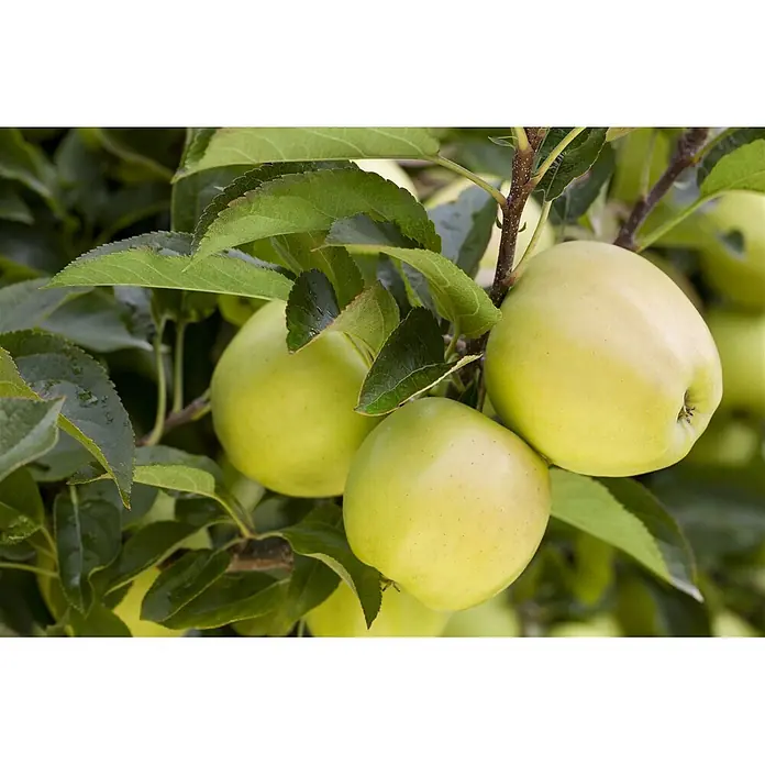 Pflanzen für dich Obstbaum Apfel 'Golden Delicious' 140-175 cm, 7,5 Liter - Malus 'Golden Delicious' - Mehrere hellgrüne Äpfel hängen an einem Ast, umgeben von leuchtend grünen Blättern.